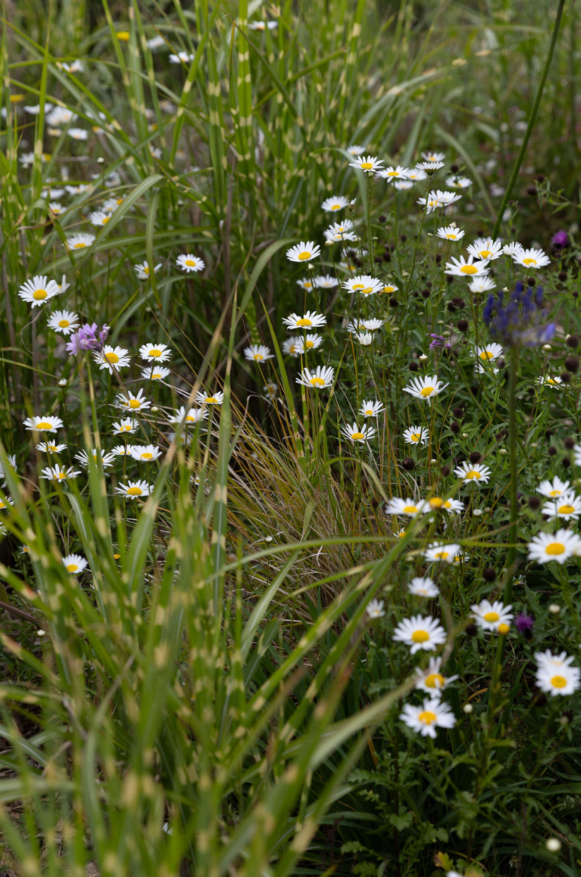 White daisy wildflowers growing among ornamental grasses in a natural remembrance garden.