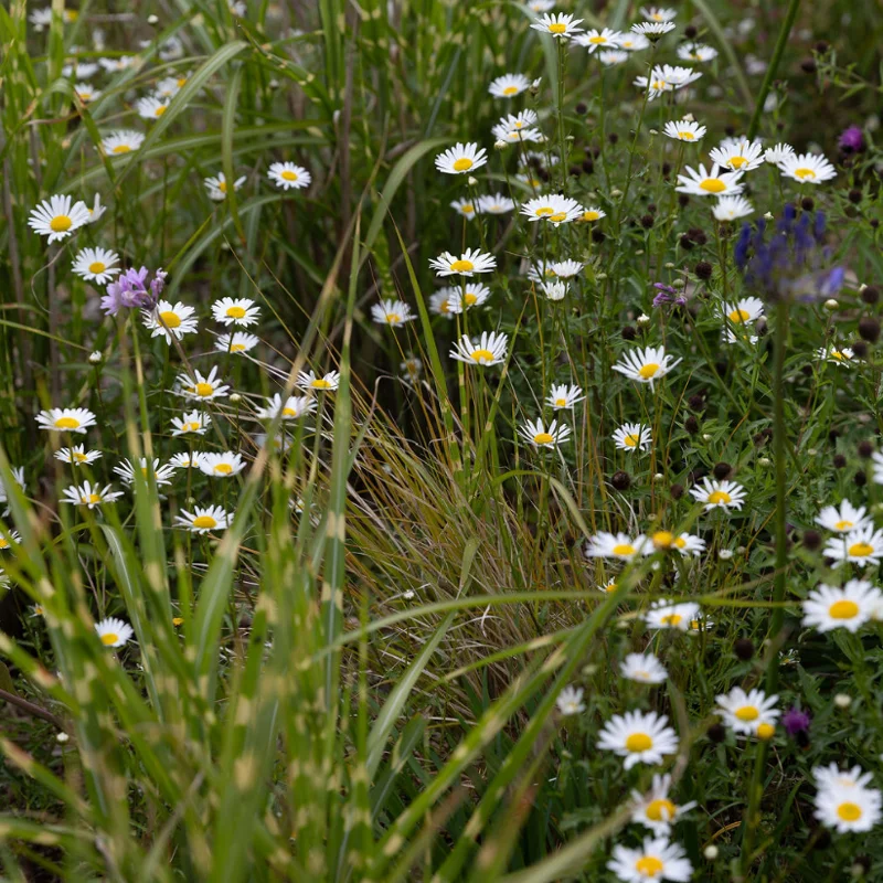White daisy wildflowers growing among ornamental grasses in a natural remembrance garden.
